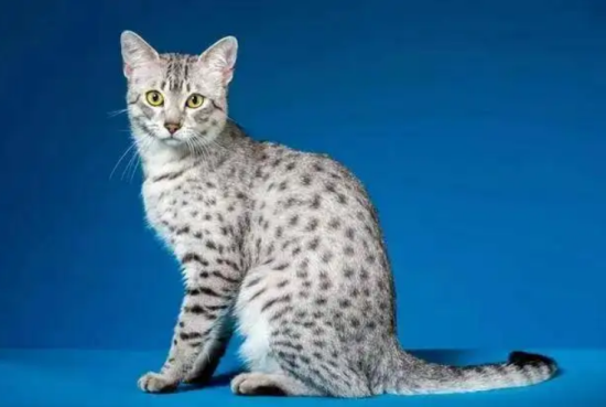 埃及猫性格特点是什么?