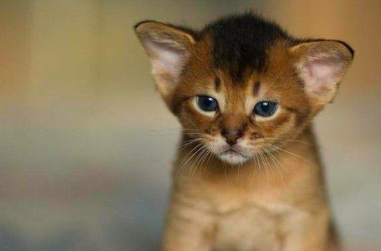 复合维生素b猫能吃吗