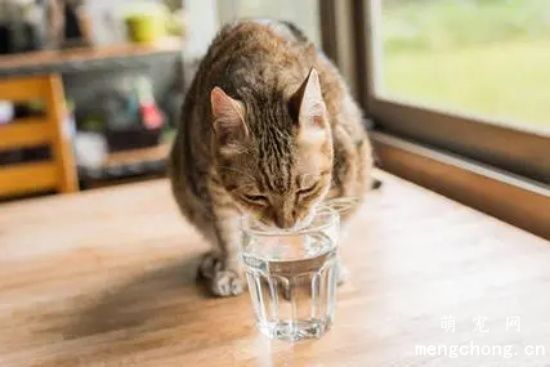 夏天怎么预防宠物猫得空调病？