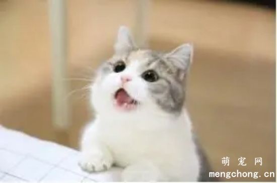 夏天猫的爪子热正常吗
