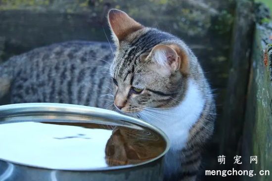 夏季如何预防猫咪脱水？宠物猫脱水的症状有哪些