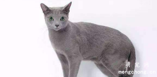 夏特尔猫的食物禁忌