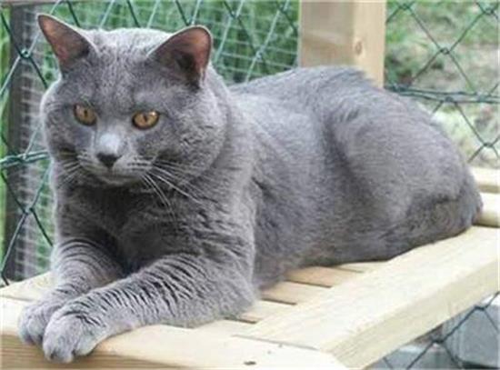 夏特尔猫的食物禁忌有哪些
