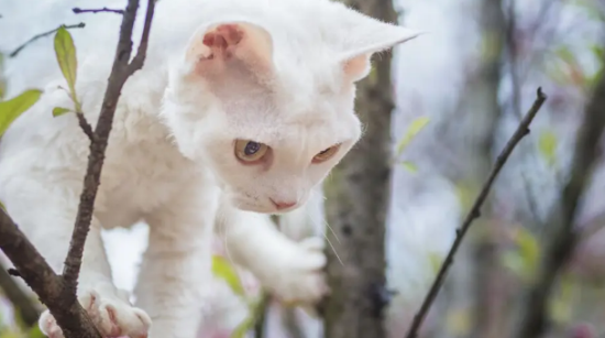 外星猫叫啥