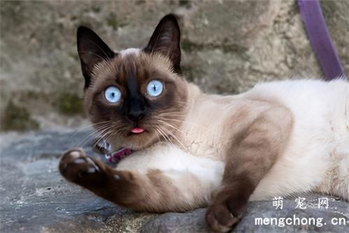 猫咪多久换一次猫砂