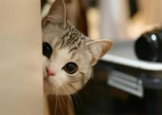 多久清洗一次猫砂箱最好