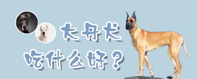 大丹犬吃什么佳