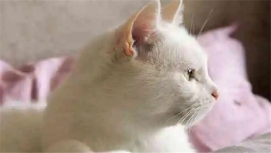 女人梦见猫往怀里钻是什么预兆