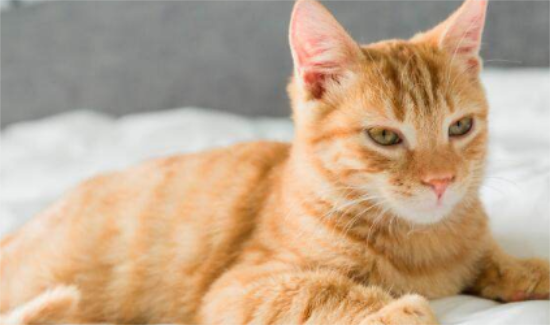 女人梦见黄猫是什么预兆