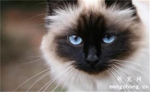女生养公猫好还是养母猫好？