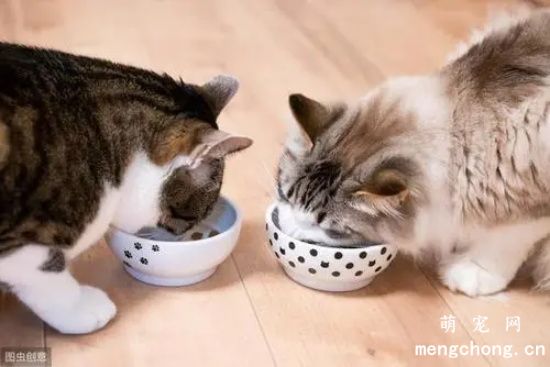 如何保证猫咪的健康？猫粮是干性猫粮好还是湿粮好呢