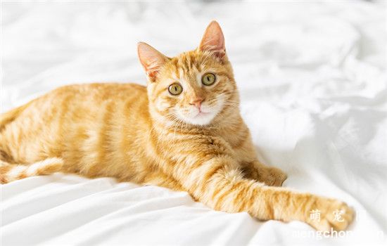 如何做到猫咪和人睡觉时不互相打扰？