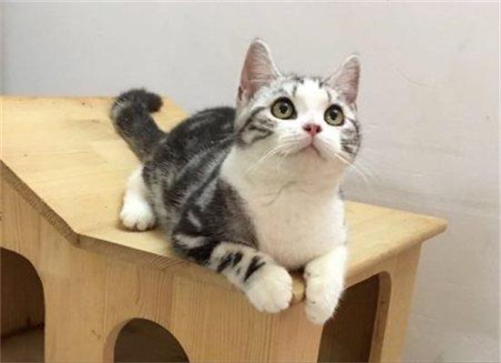 如何降低猫咪对家里的破坏？