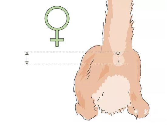 如何分辨新生小猫咪的性别?