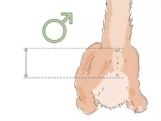 如何分辨新生小猫咪的性别?
