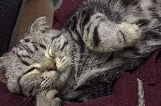怎么样创造成颗粒状猫粮