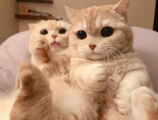 如何区别猫鼻支和猫感冒