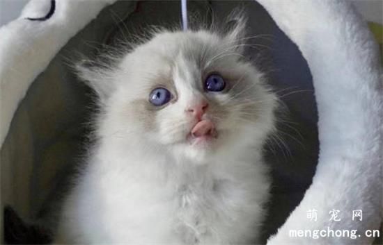 猫咪可爱