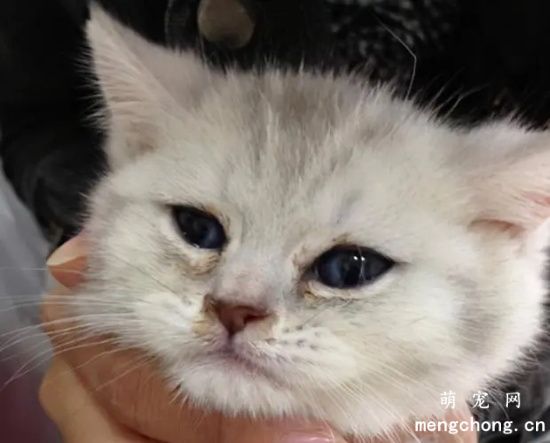 如何处理宠物猫的泪痕？引起猫咪泪痕的原因