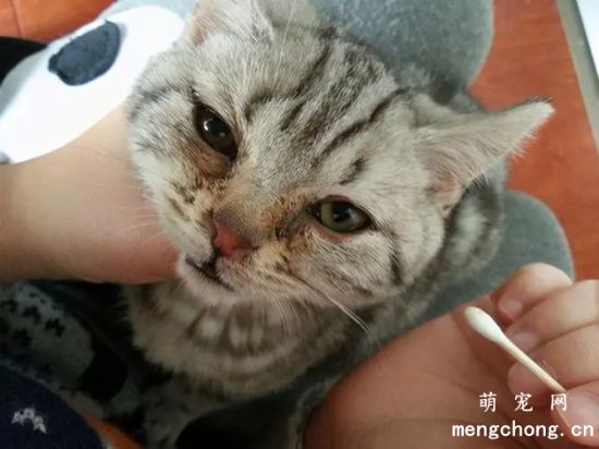 如何处理宠物猫的泪痕？引起猫咪泪痕的原因