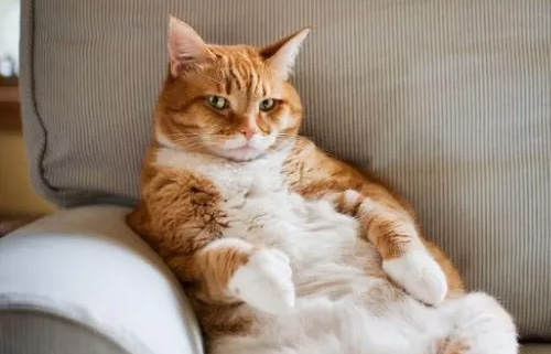 如何对待咬人的猫咪纠正训练(图1) 如何对待咬人的猫咪纠正训练(图1)