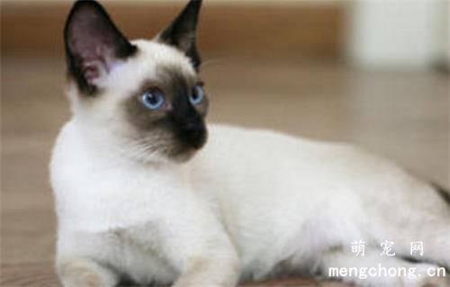 如何改善猫咪毛发问题？