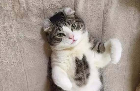 如何施救受伤的猫咪