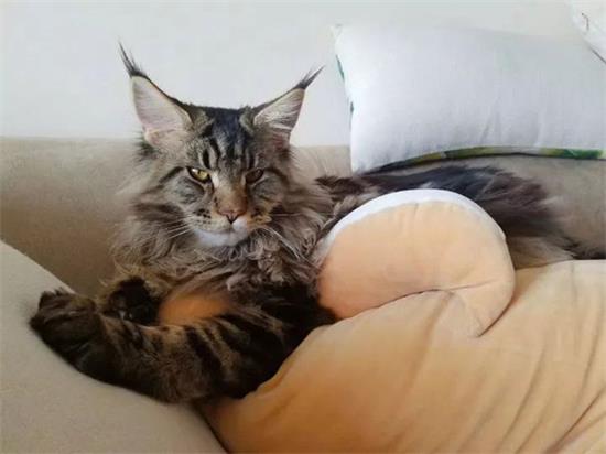 如何无忧安全的带着猫咪出行？