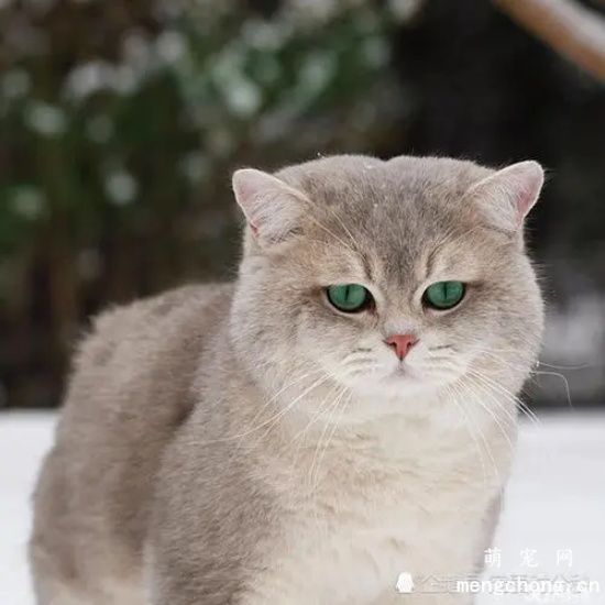 如何查看猫咪身上有没有跳蚤和虱子？