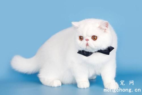 如何正确使用宠物猫除跳蚤颈圈？
