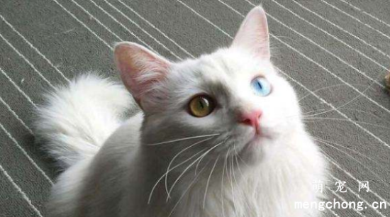 如何正确使用宠物猫除跳蚤颈圈？