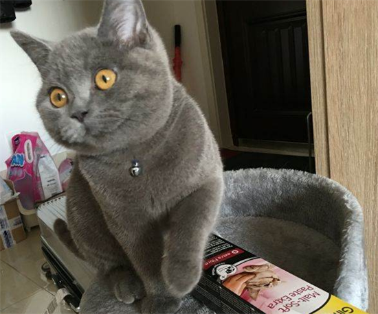 如何治疗猫丝虫病
