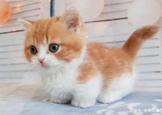如何治疗猫脂漏性皮炎?