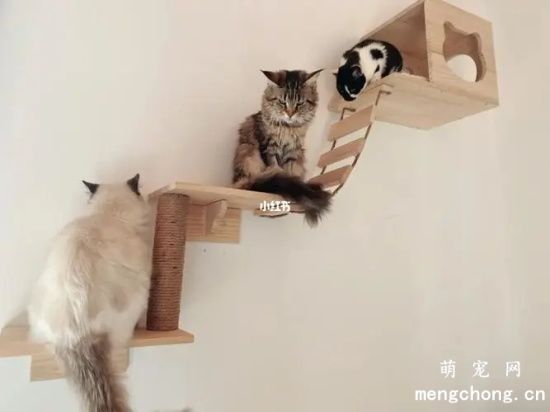如何清理猫爬架?(猫爬架怎么清洗?)