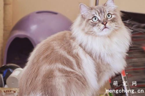 如何照顾肠胃敏感的猫咪？