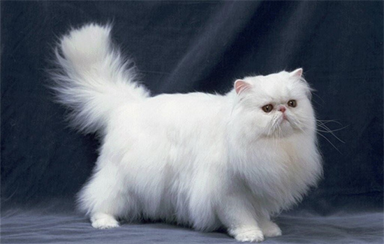 如何理解猫咪尾巴动作的含义？