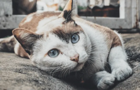 如何科学投喂流浪猫？看这一篇就够了！