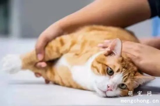 如何给宠物猫选择合适的猫奶粉？