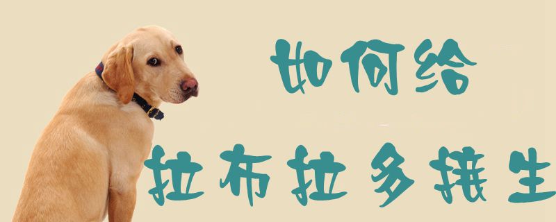 怎么样给拉布拉多交生1