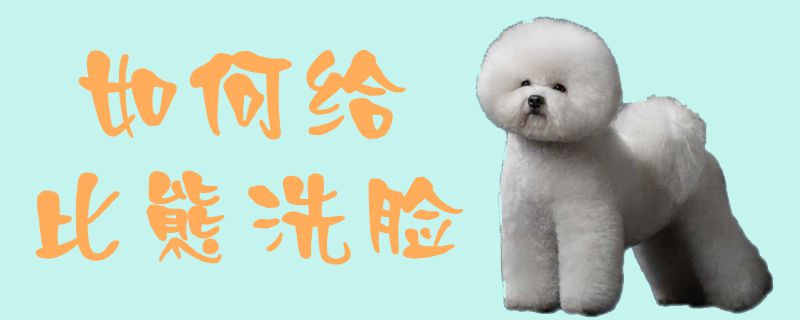 怎么样给比熊洗脸1