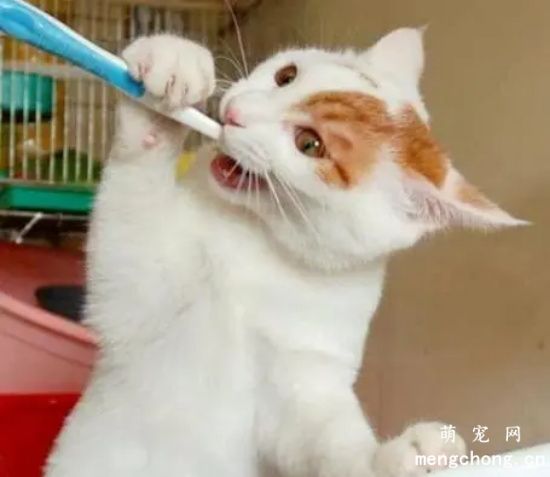 如何给猫咪刷牙预防牙病？