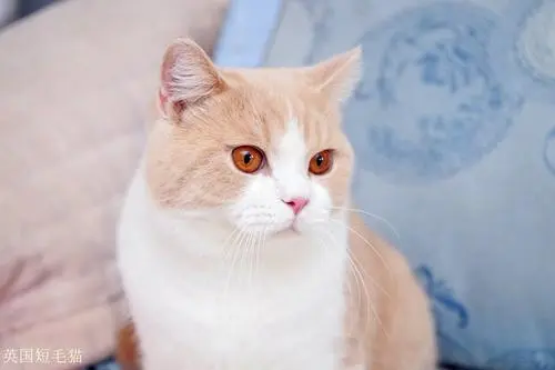 如何给猫咪按摩呢？给猫咪按摩又有什么好处呢？