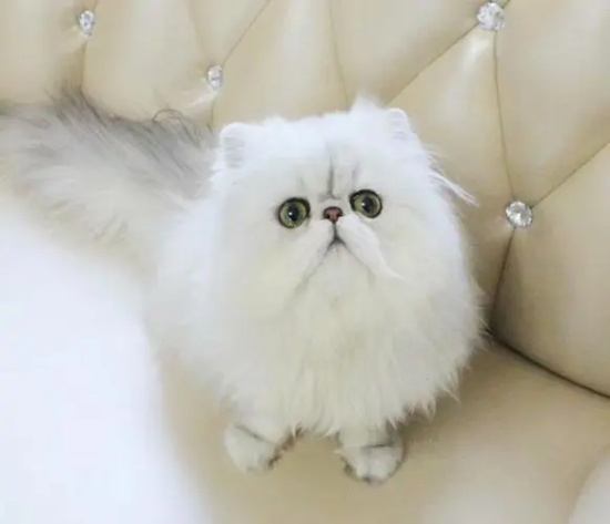 如何让猫咪不吃植物?