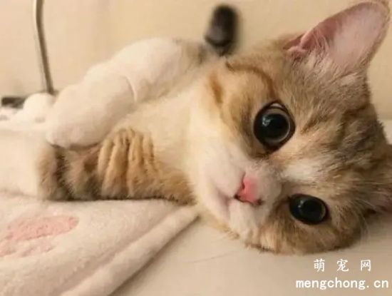 如何让猫咪保持身心健康？猫咪心理压抑的表现