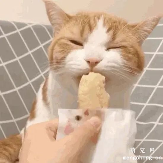 如何让猫咪保持身心健康？猫咪心理压抑的表现