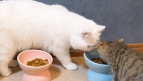 如何让猫咪养成用猫砂盆的好习惯