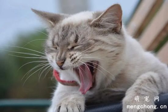如何让猫咪吐毛球？如何预防毛球症呢