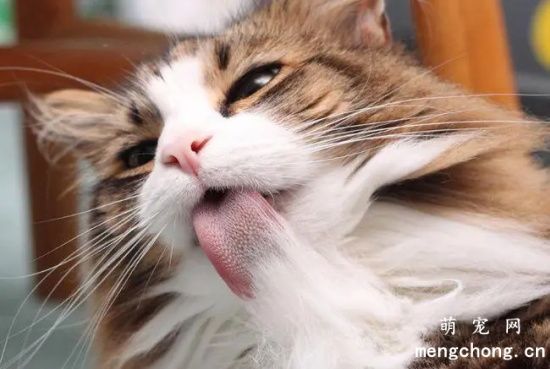 如何让猫咪吐毛球？如何预防毛球症呢