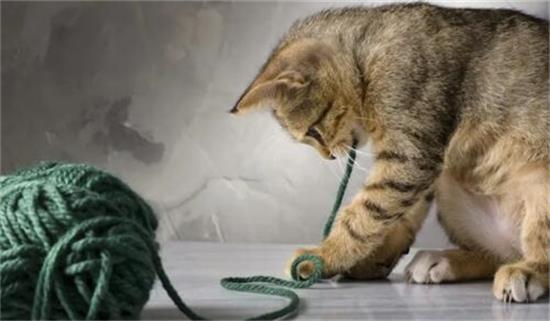如何让猫咪知道你很爱它？铲屎官们快来学习爱的表达