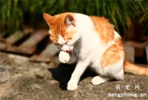 如何让猫咪记住自己的名字？
